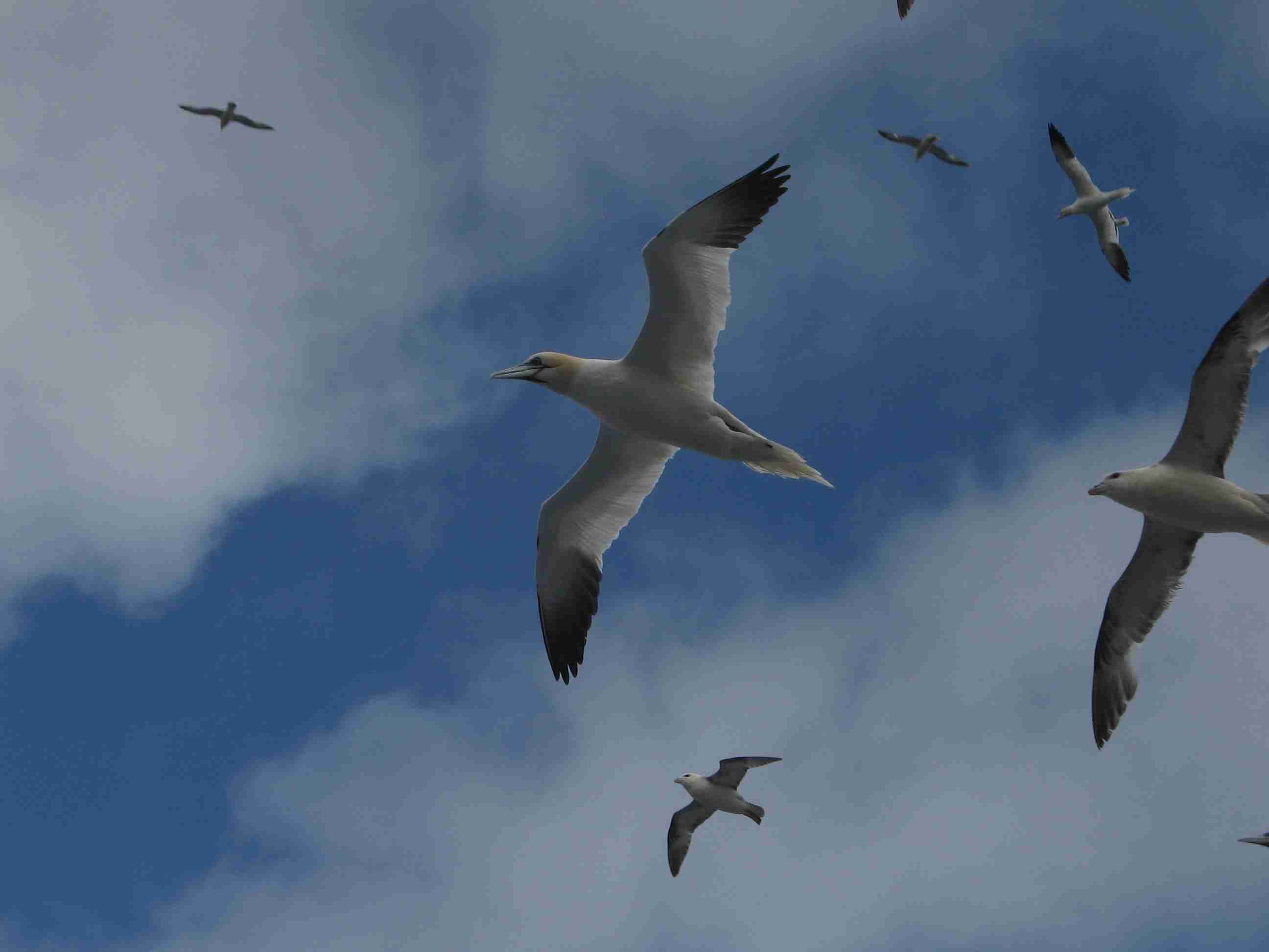 NIRAS - Phase 1 seabirds and their environment