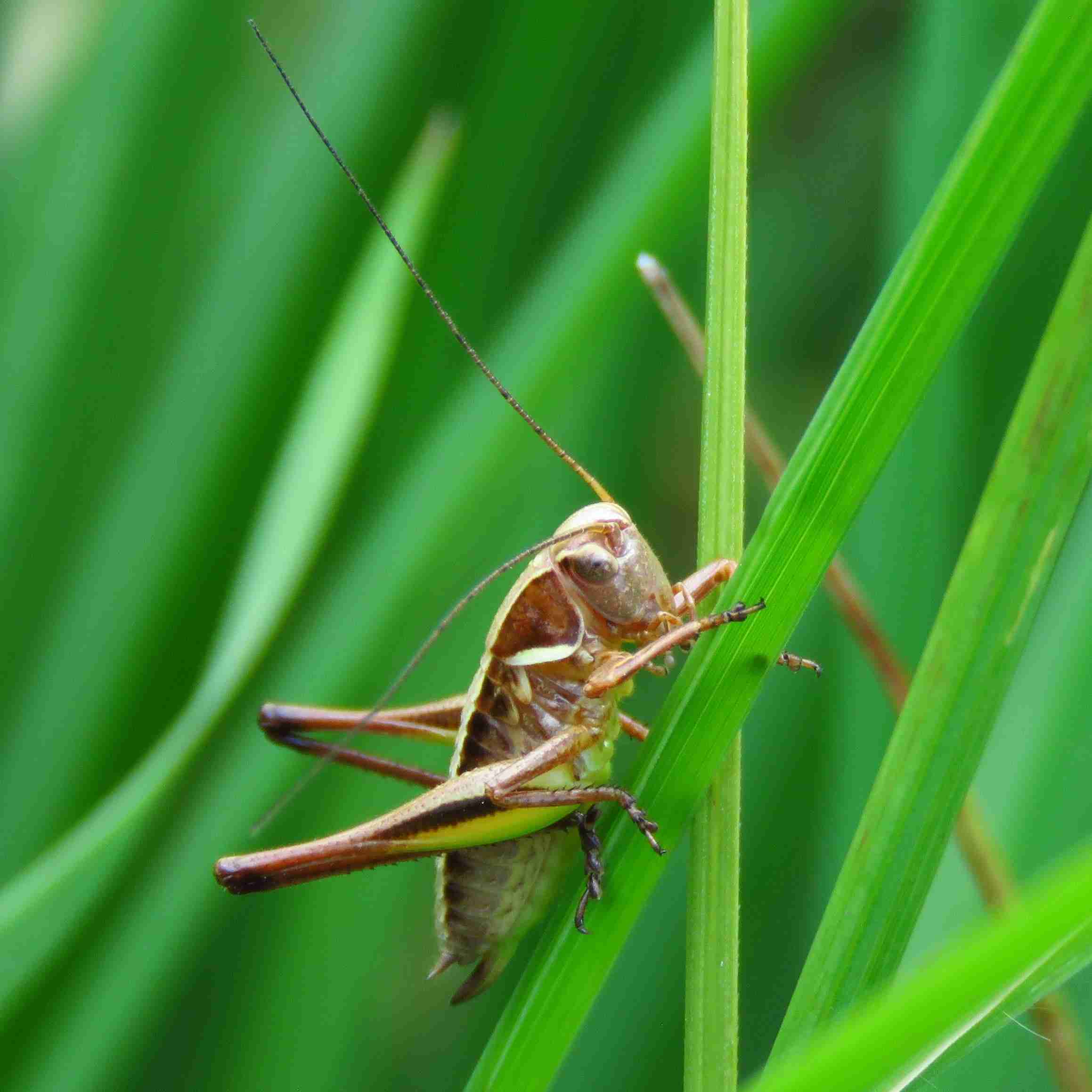 Acoustic Surveying of Bog Bush-crickets in Yorkshire
